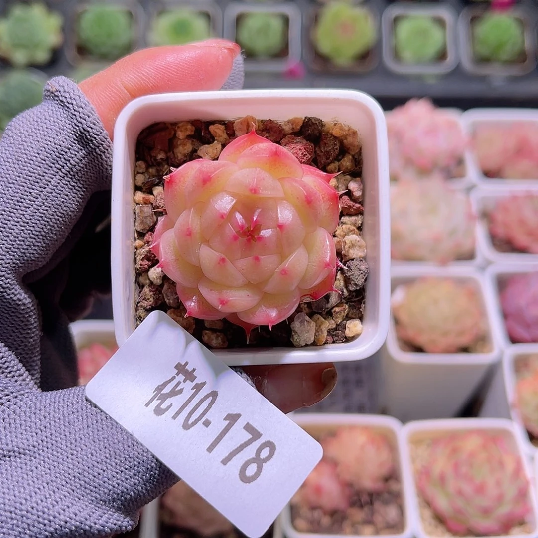 花10-178海王单头