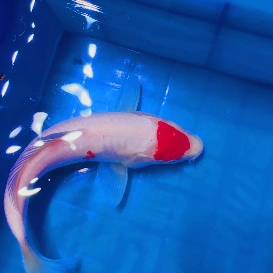 锦鲤血统锦鲤大放漏666