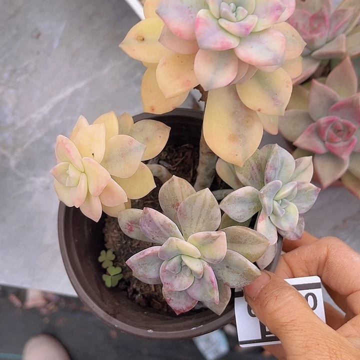 紫乐锦07259多肉植物