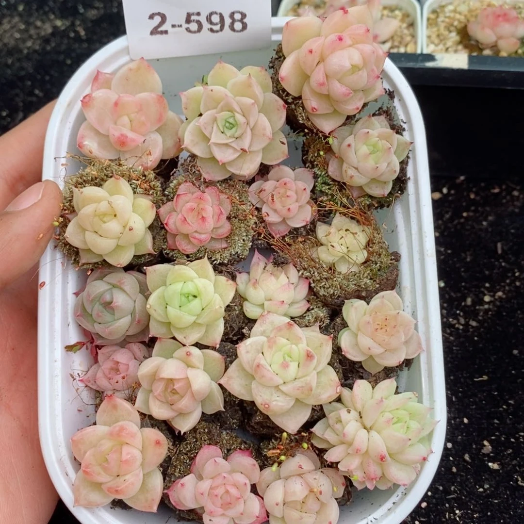 2-598 新疆西藏内蒙不发其他12.8包邮两到三公分多肉