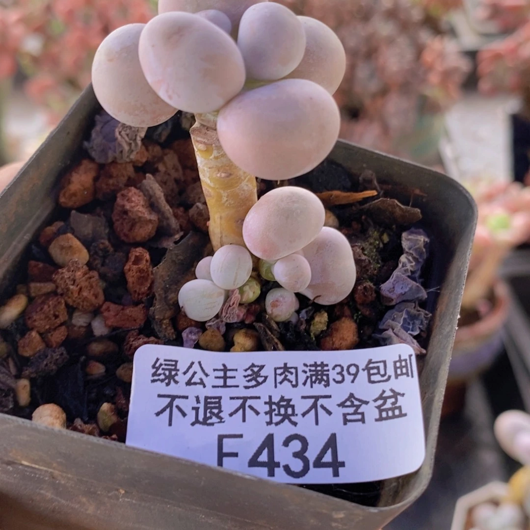 橙奶434多肉植物