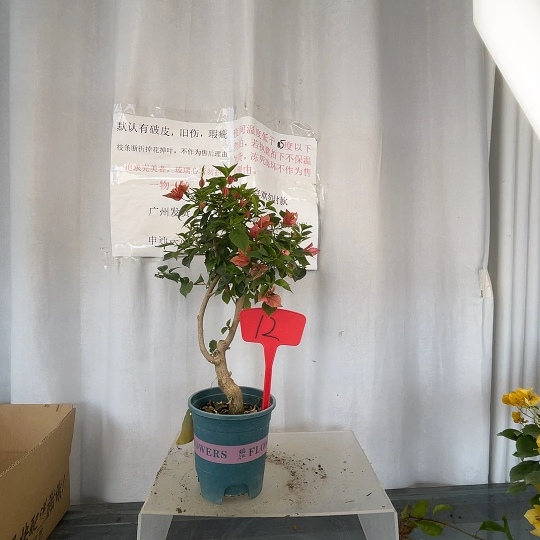 当前无花栽培后可以开花12佩得罗小桩，粗1.8公分