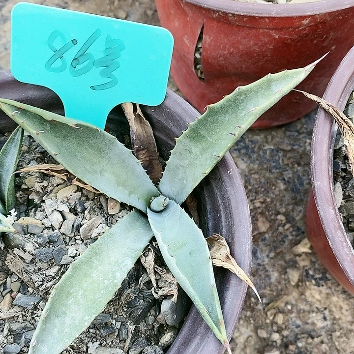 【闪购商品】无花朵龙舌兰煞威原始种