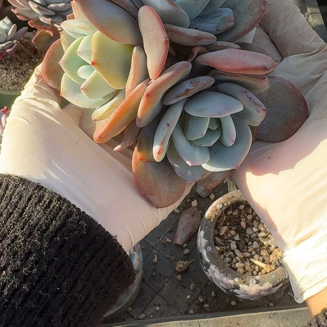 冬***冬#907  多肉 售后范围：签收起7天内