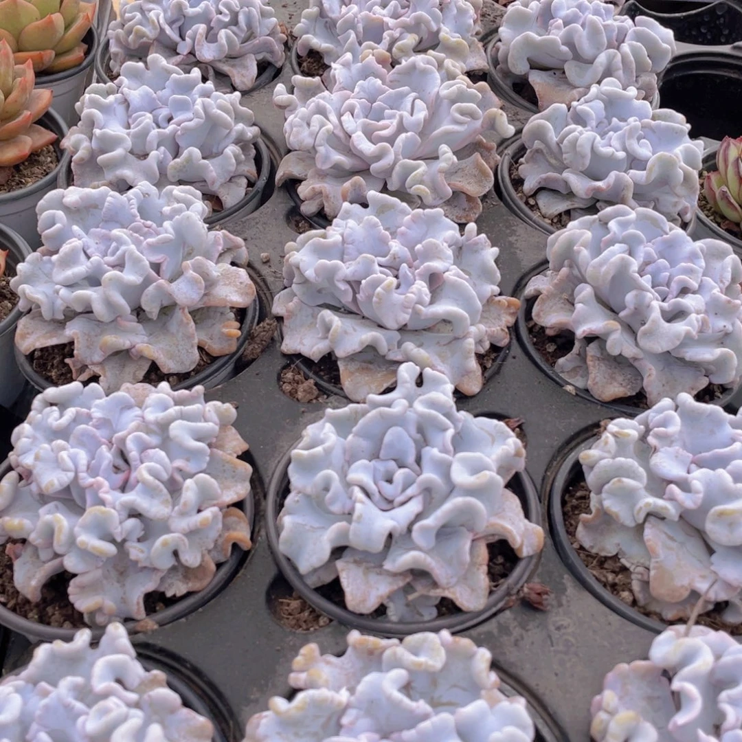 1039号 芭蕾舞者白饺子皮大单头一个