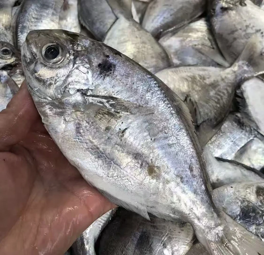 [肉鲳]  台州松门东海纯野生白皮肉鲳新鲜海捕以现场为准顺丰包邮