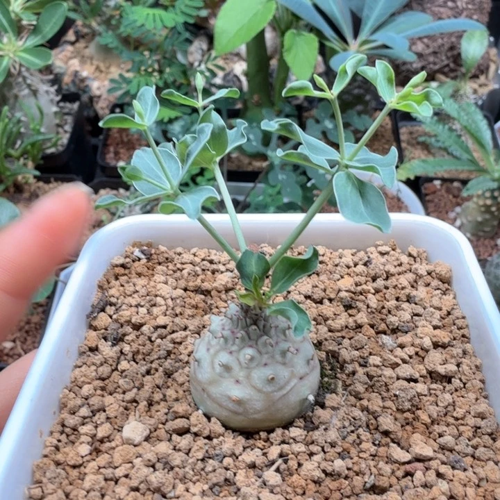 羊玉大戟 135 仙人球