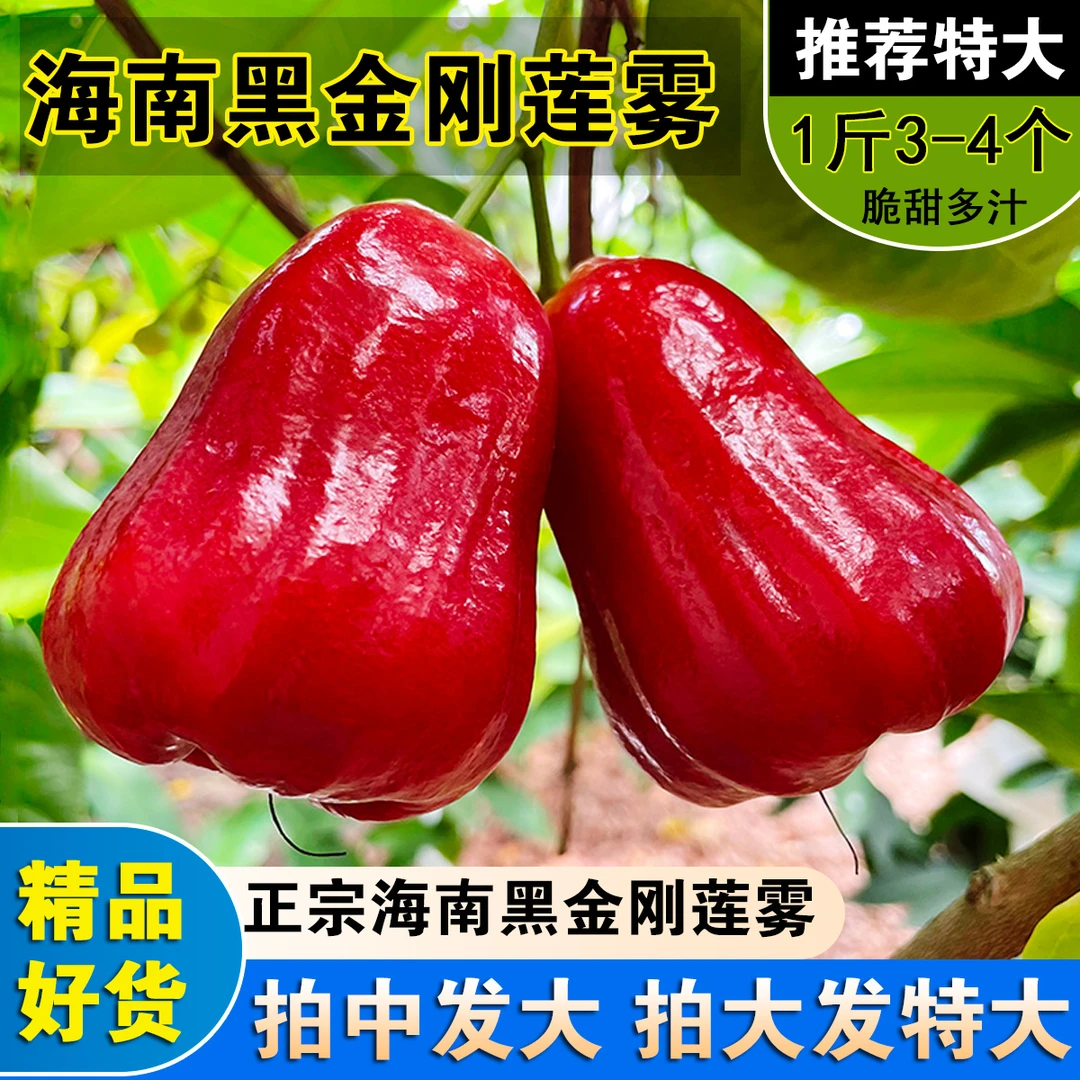海南正宗黑金刚莲雾净2/10斤新鲜水果三亚特产莲雾果【直播专属】
