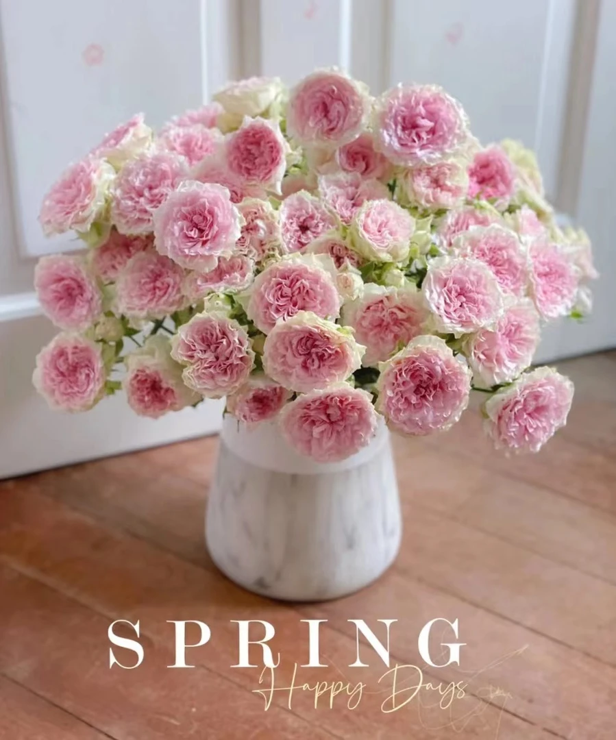 【多头- 情迷罗拉10支】鲜花任意满2单发顺丰冷链或德邦空运