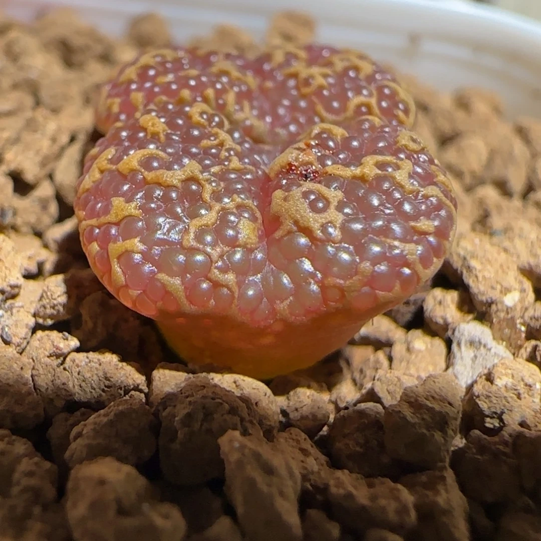 肉锥多肉植物组合-酒红泡泡勋1470有疤