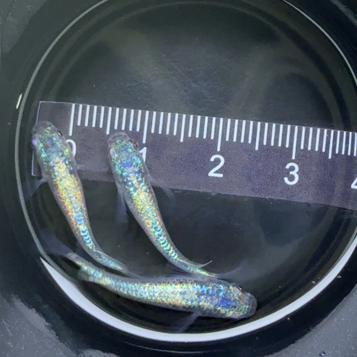 青鳉鱼海王星40号