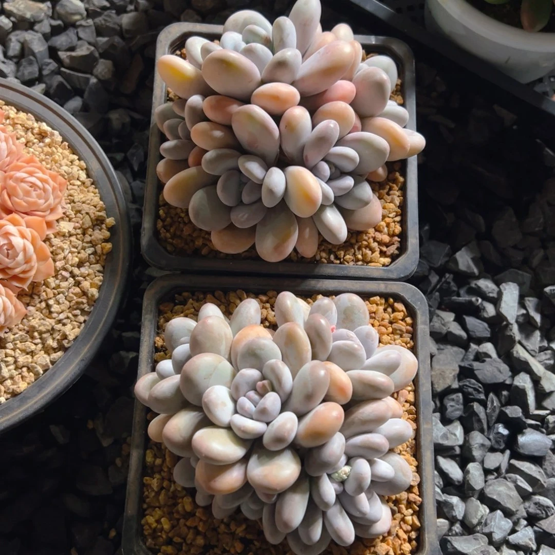 奥利奥111111111111111