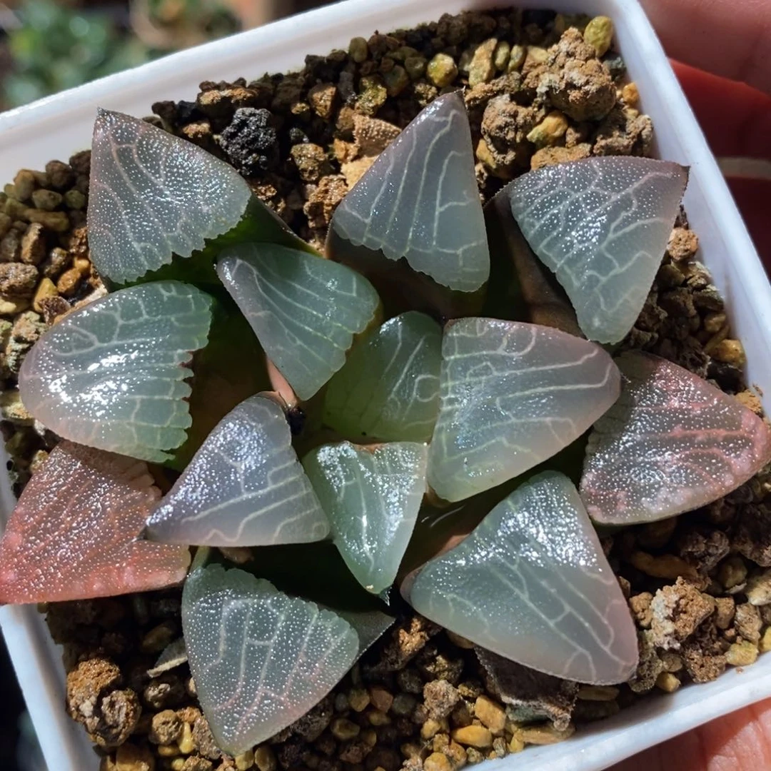 如***天2684 一颗福利。