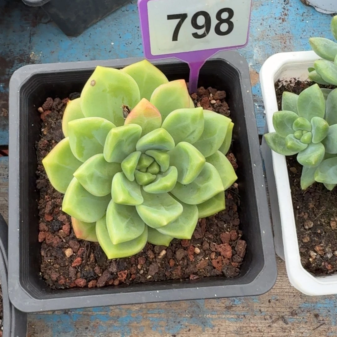 多肉植物冰墩墩798.