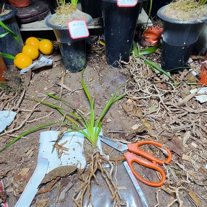 无花朵虎头兰细叶红花