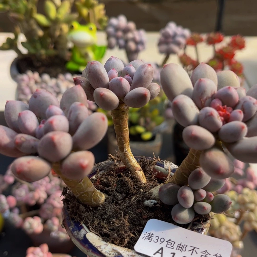 434/10cm仙子奶多肉植物
