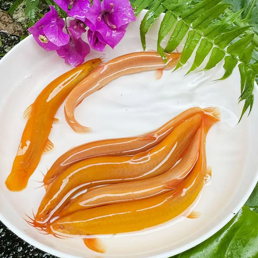 【黄金泥鳅】清洁鱼黄金泥鳅鲜活泥鳅鱼