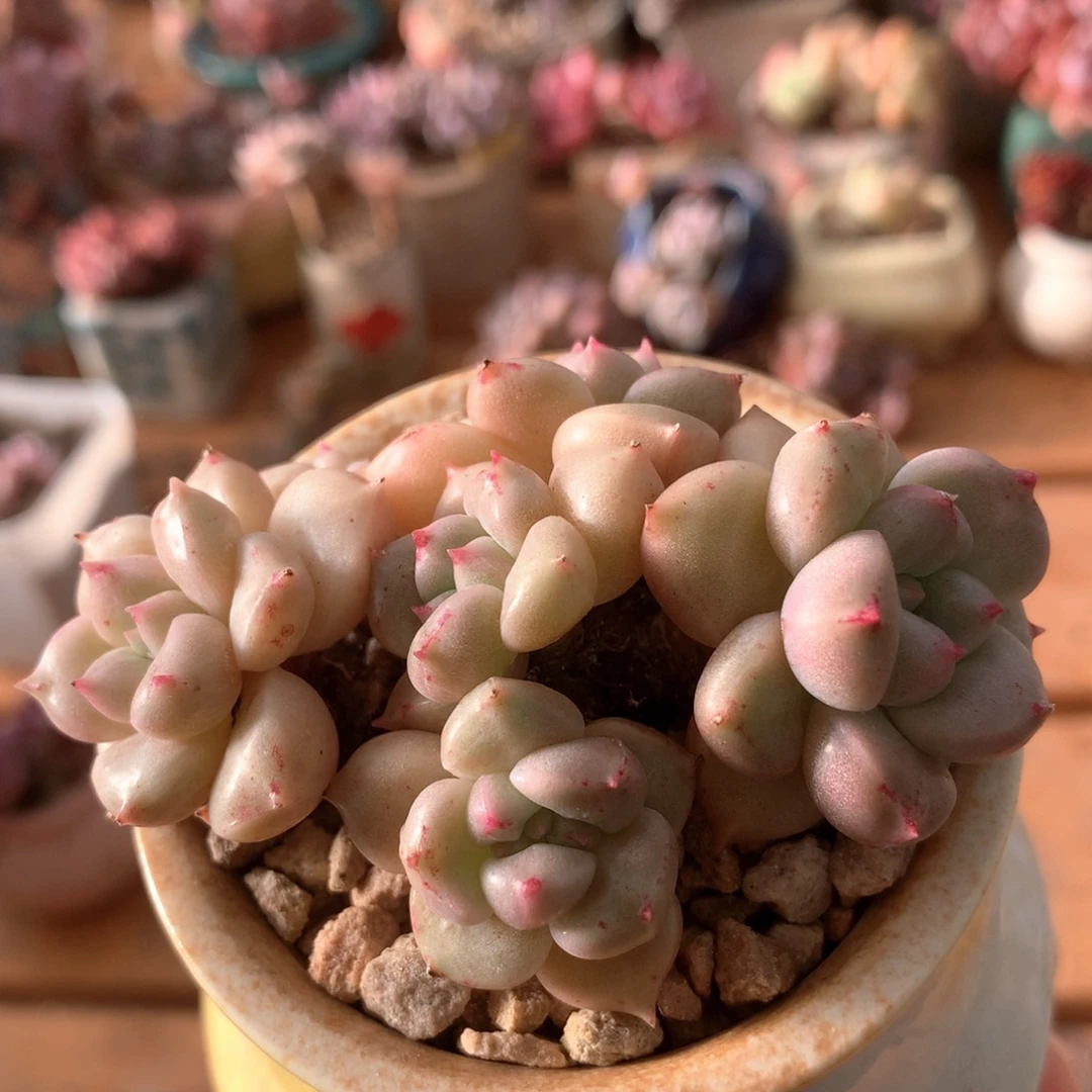 璀璨一物一拍 001