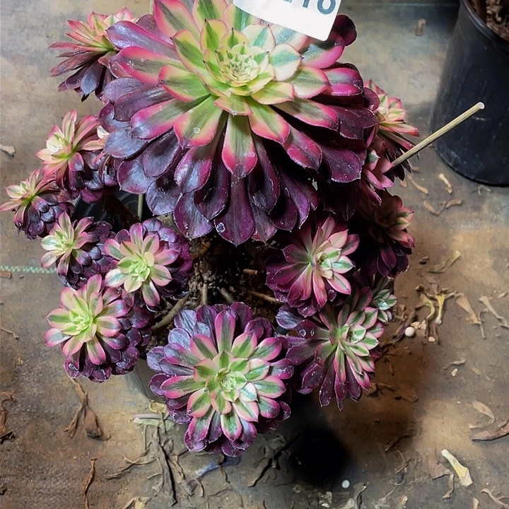 多肉法师218号黑同超白不包损