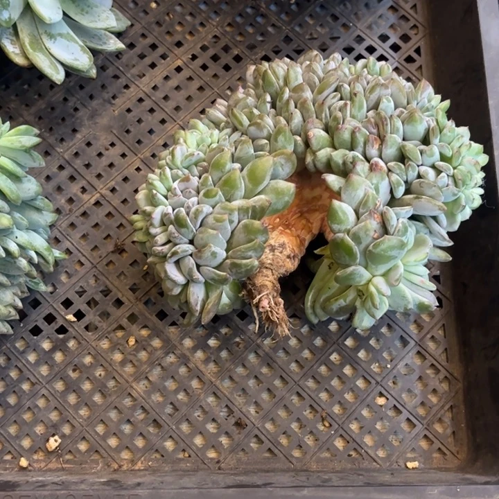 昆***师哈哈回复大爹的风格