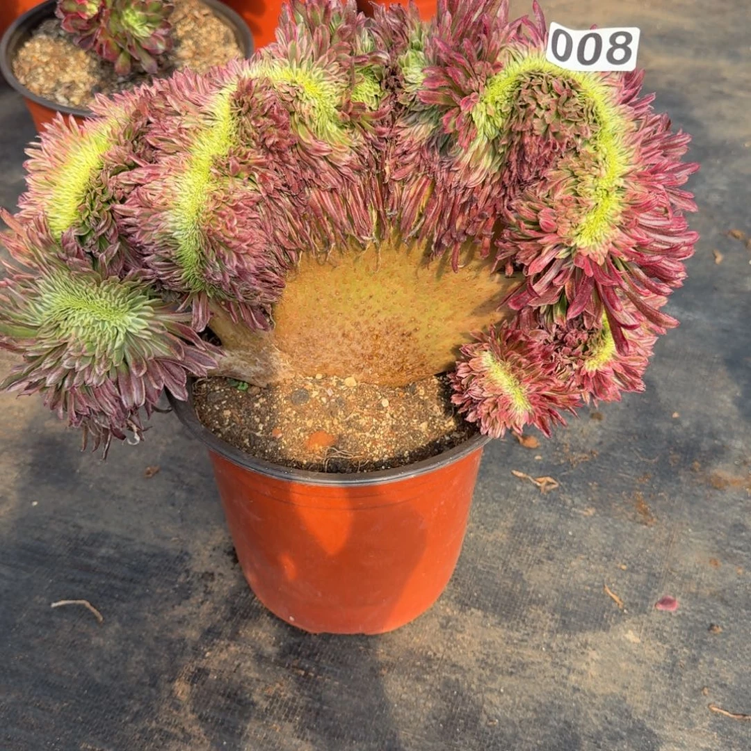 叠***烟008多肉植物金丝菊缀