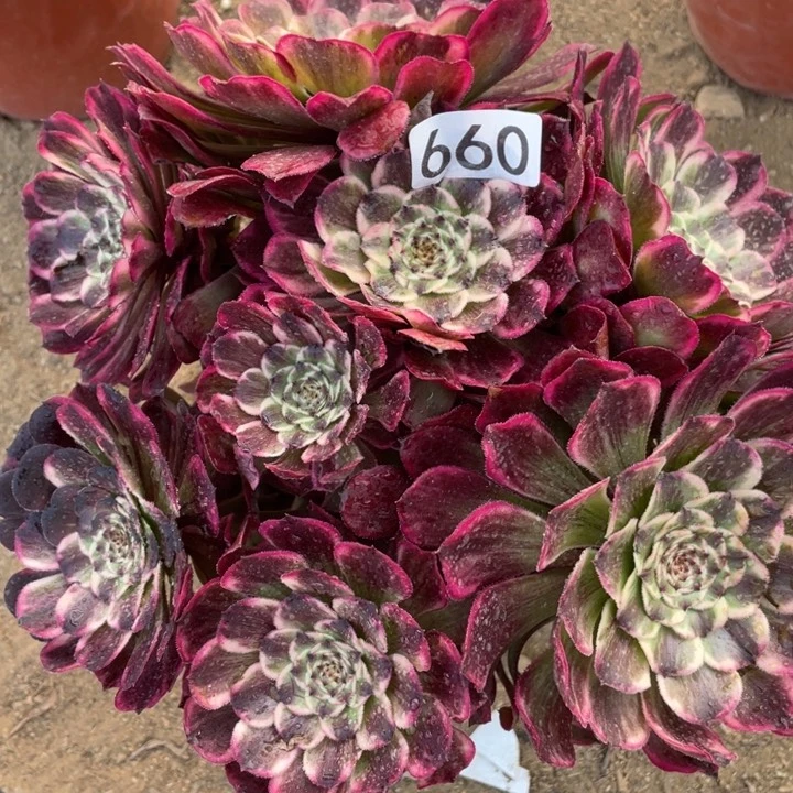 660多肉植物油彩画