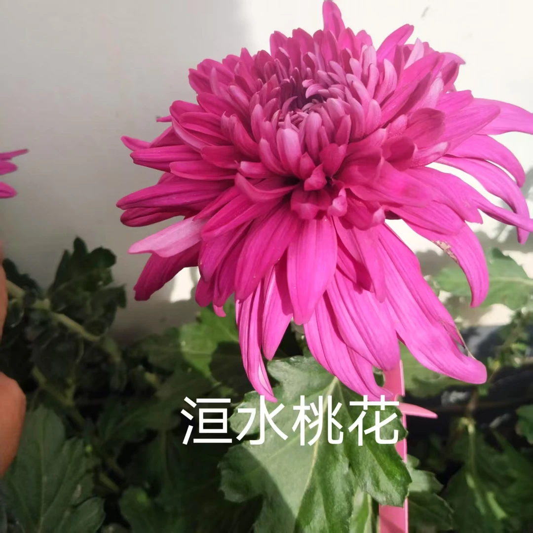 洹水桃花,菊花苗,可盆栽,可地栽。