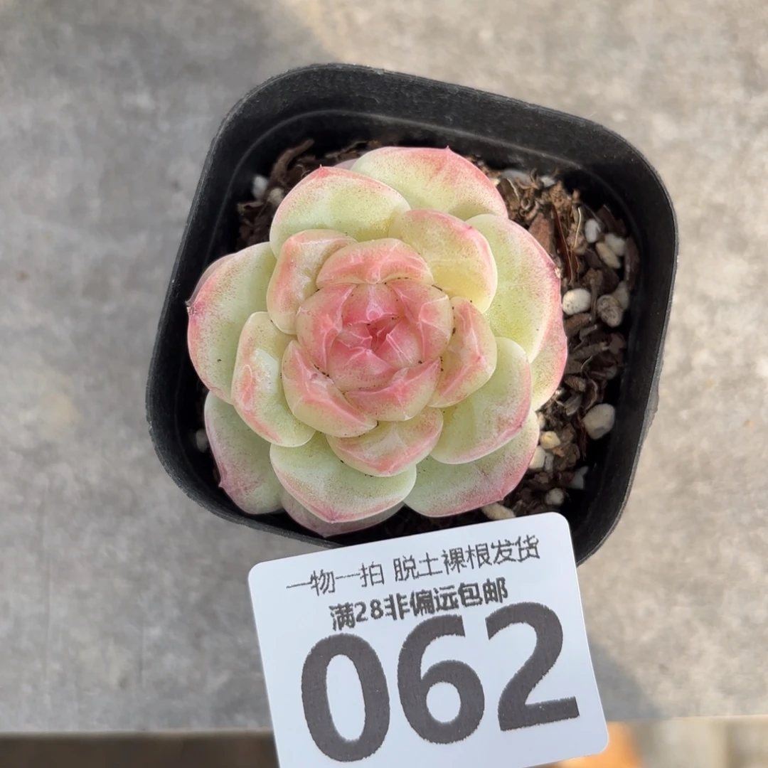 蜜桃柚无盆土发货