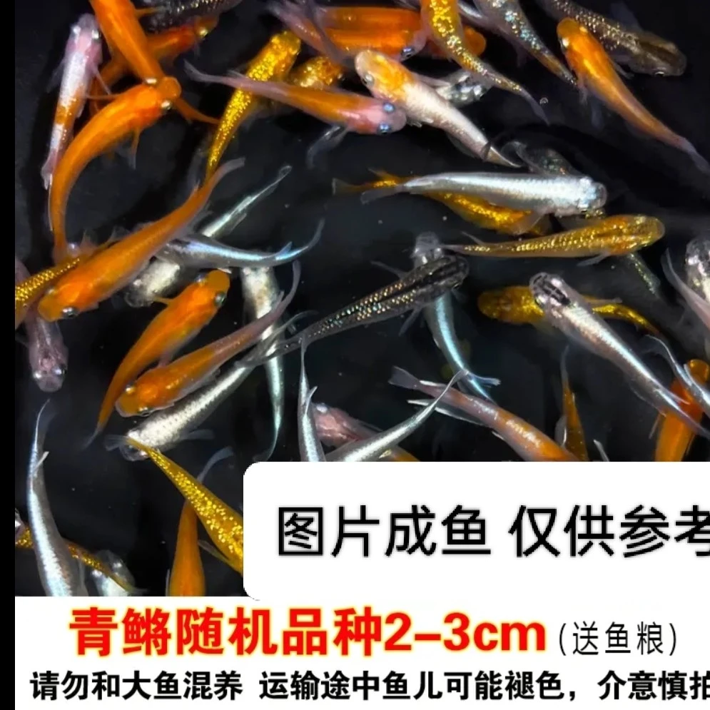 观背青鳉小型冷水观赏鱼不打氧不加温好养活适合新手