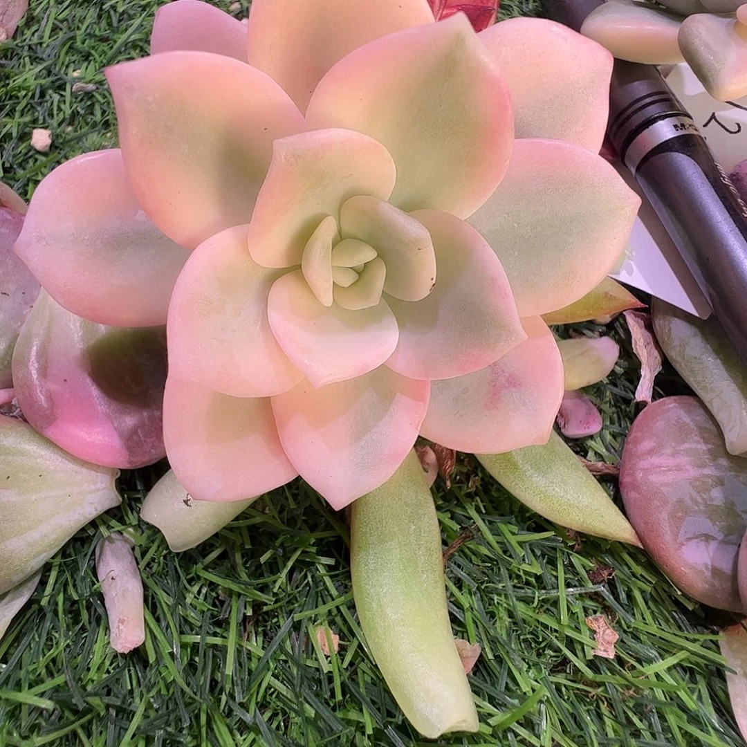 s***w多肉植物多肉植物