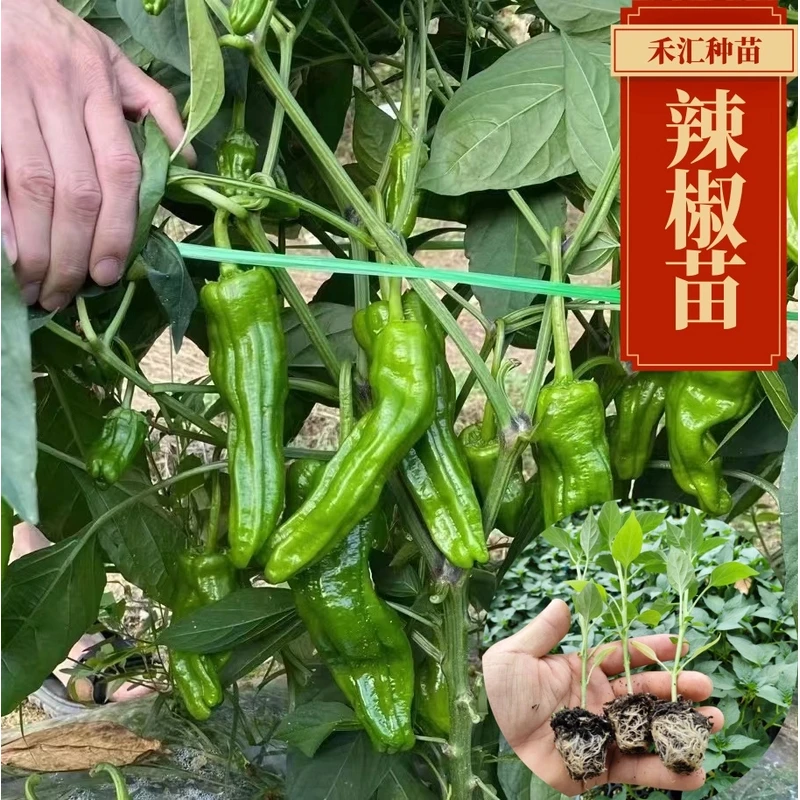 优质辣椒苗朝天椒灯笼椒牛角椒长线椒种植育苗成活快速生长下单