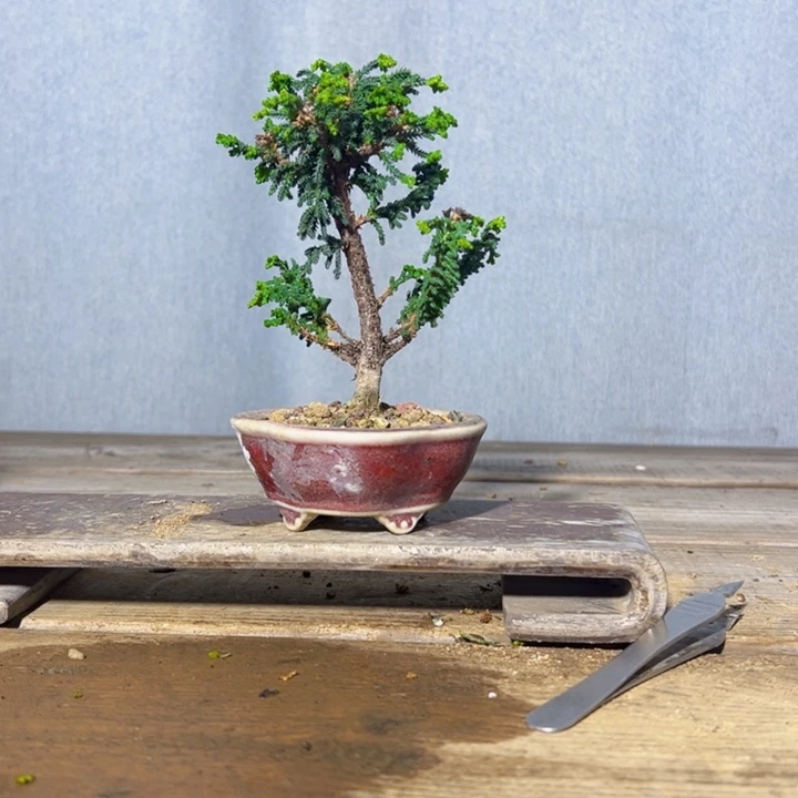 二***⑧无花朵        石化桧