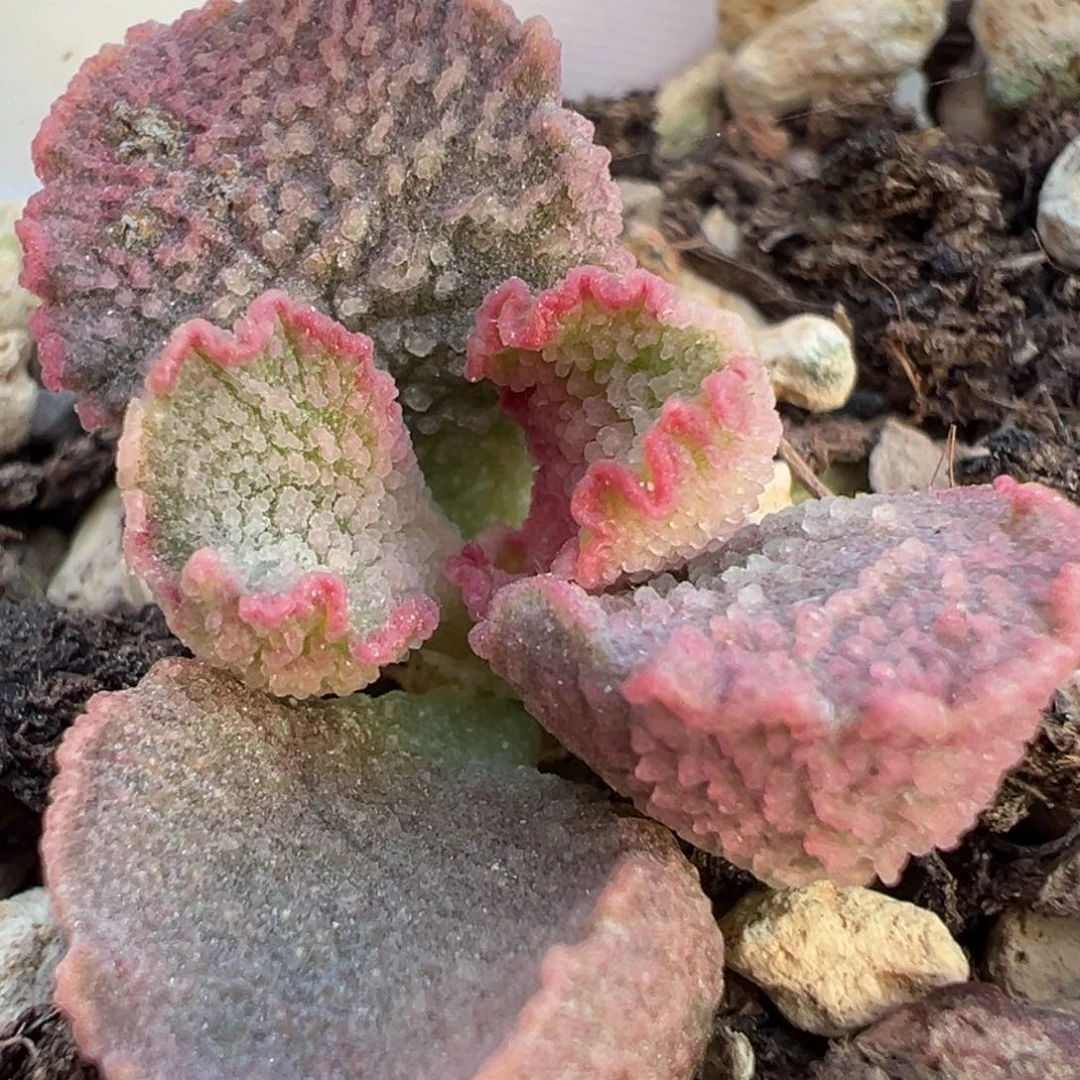 实生新品多肉植物水泡多肉植物