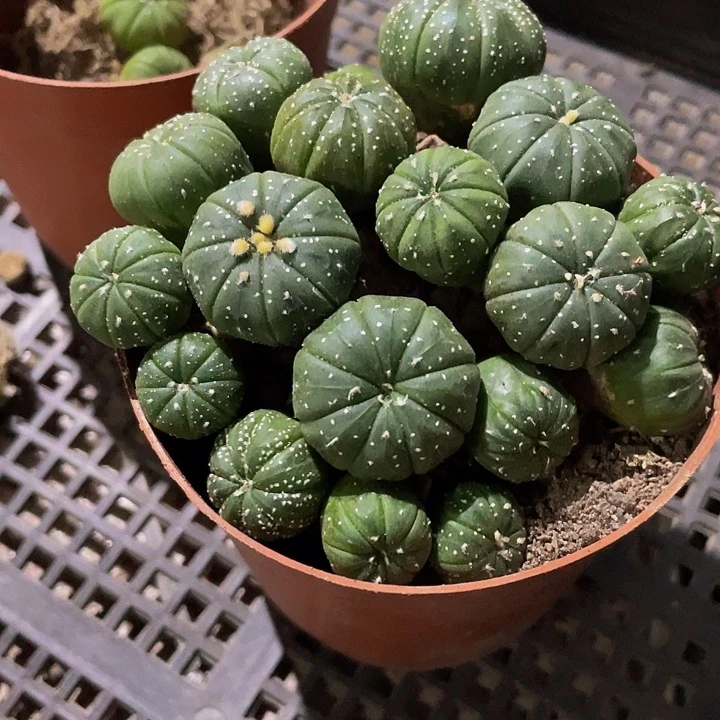 小小南瓜1.5托土发货