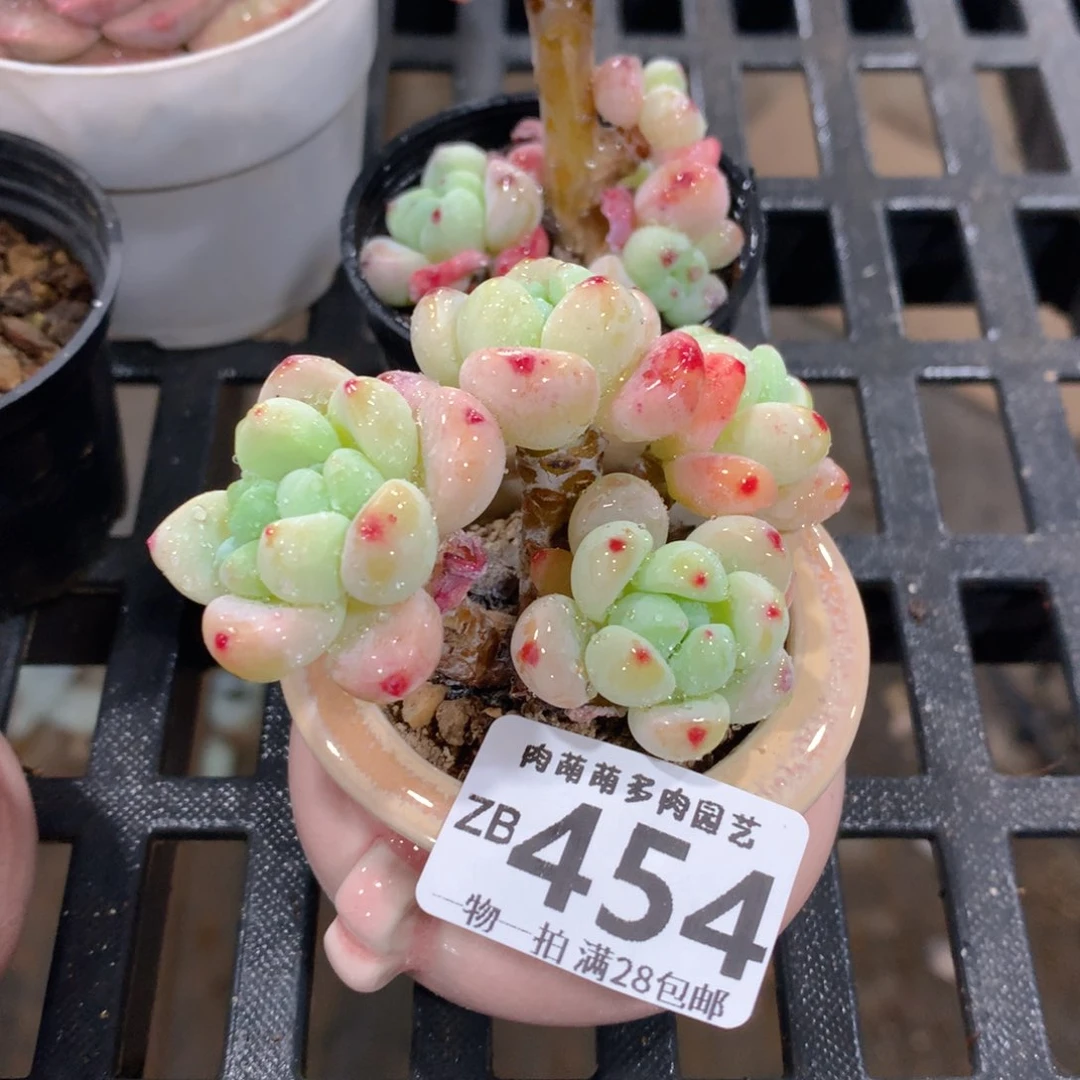 肉萌萌拇指盆精控多肉ZB454