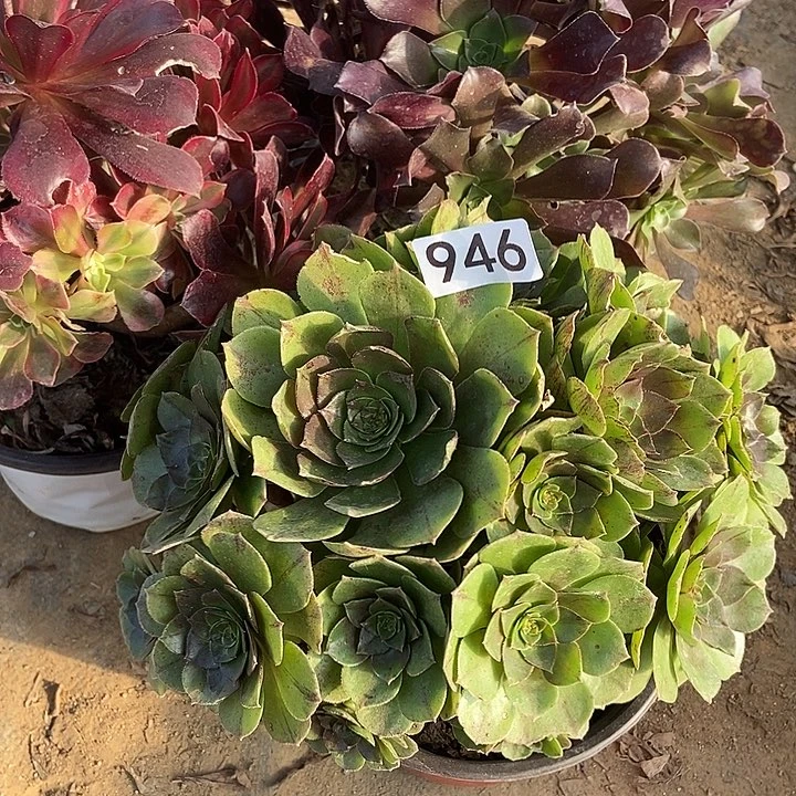 乐*蒙娜丽莎有伤万拉丝瓯紫特价不包断946