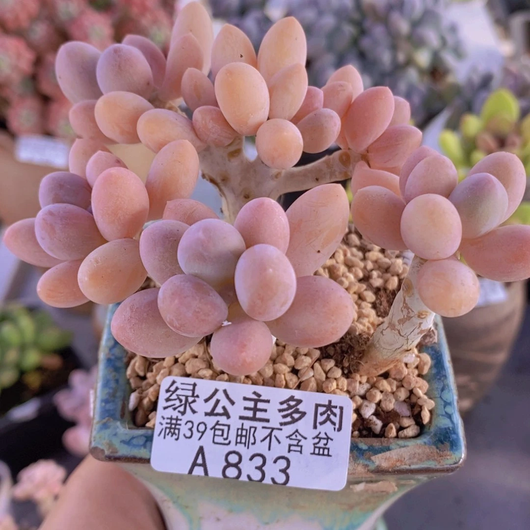 香水手指奶老桩10cm833多肉酱