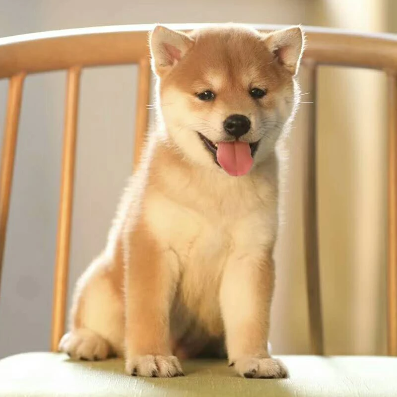 柴犬幼犬幼崽日本柴犬豆柴秋田犬中小型家养宠物狗赛级豆柴幼犬