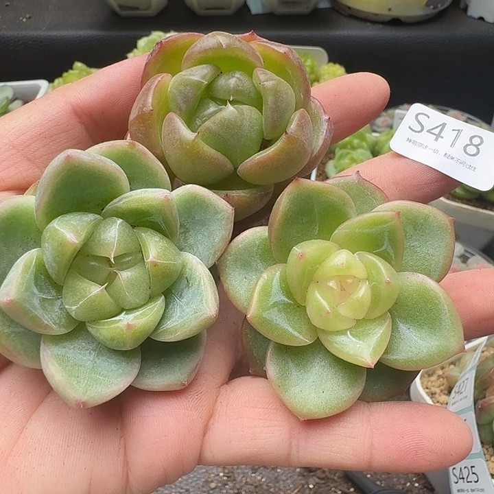 一物一拍一组808-418