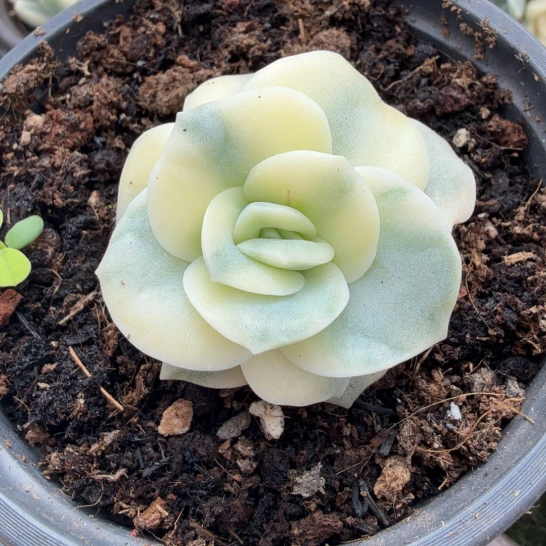 可爱玫瑰锦白锦腹欧娜锦