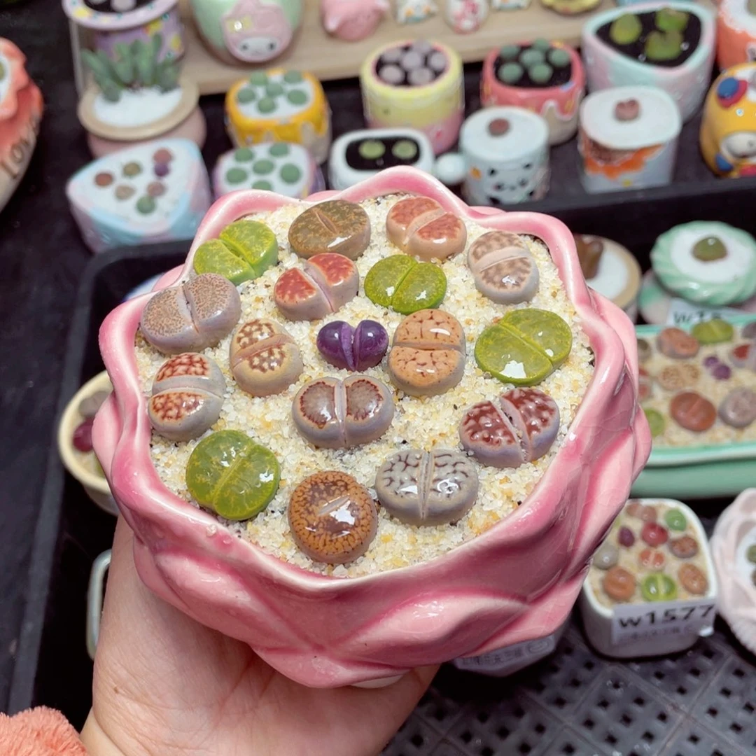 w1581 -零下地区拍保温箱-15支持寄养