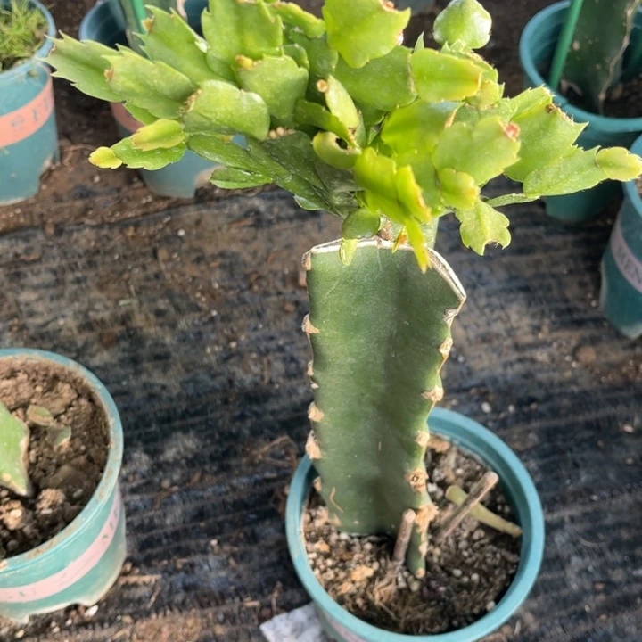 春***花57号032➕保温棉，1