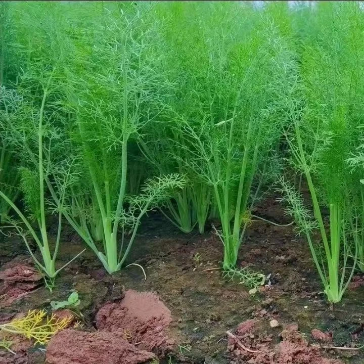 【基地直供】头茬现拔小茴香香味浓郁新鲜采摘京东包邮