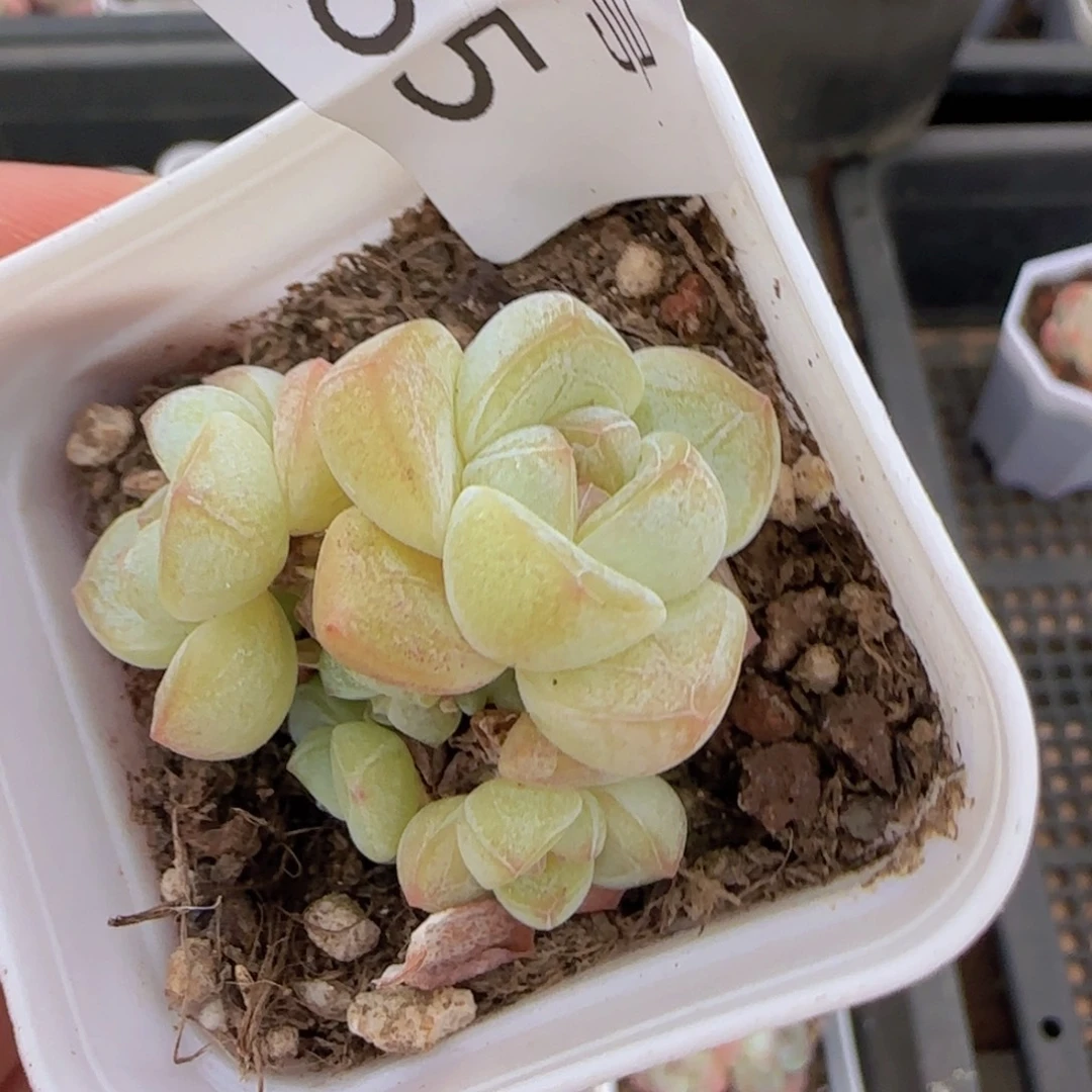 六头小脸冰玉一颗脱土