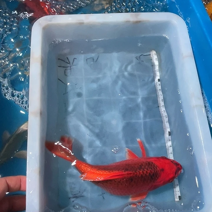 蝴蝶鲤鱼渔场直发140