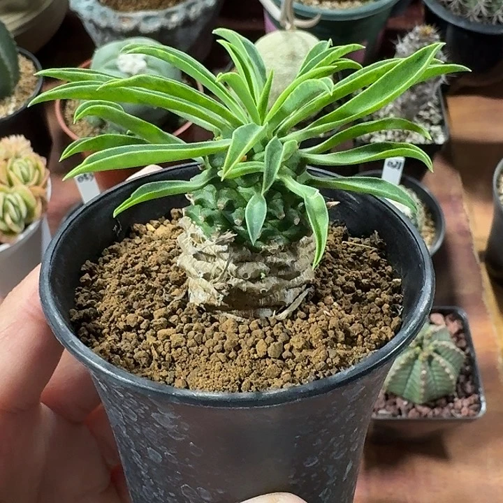 铁甲麒麟仙人球1234