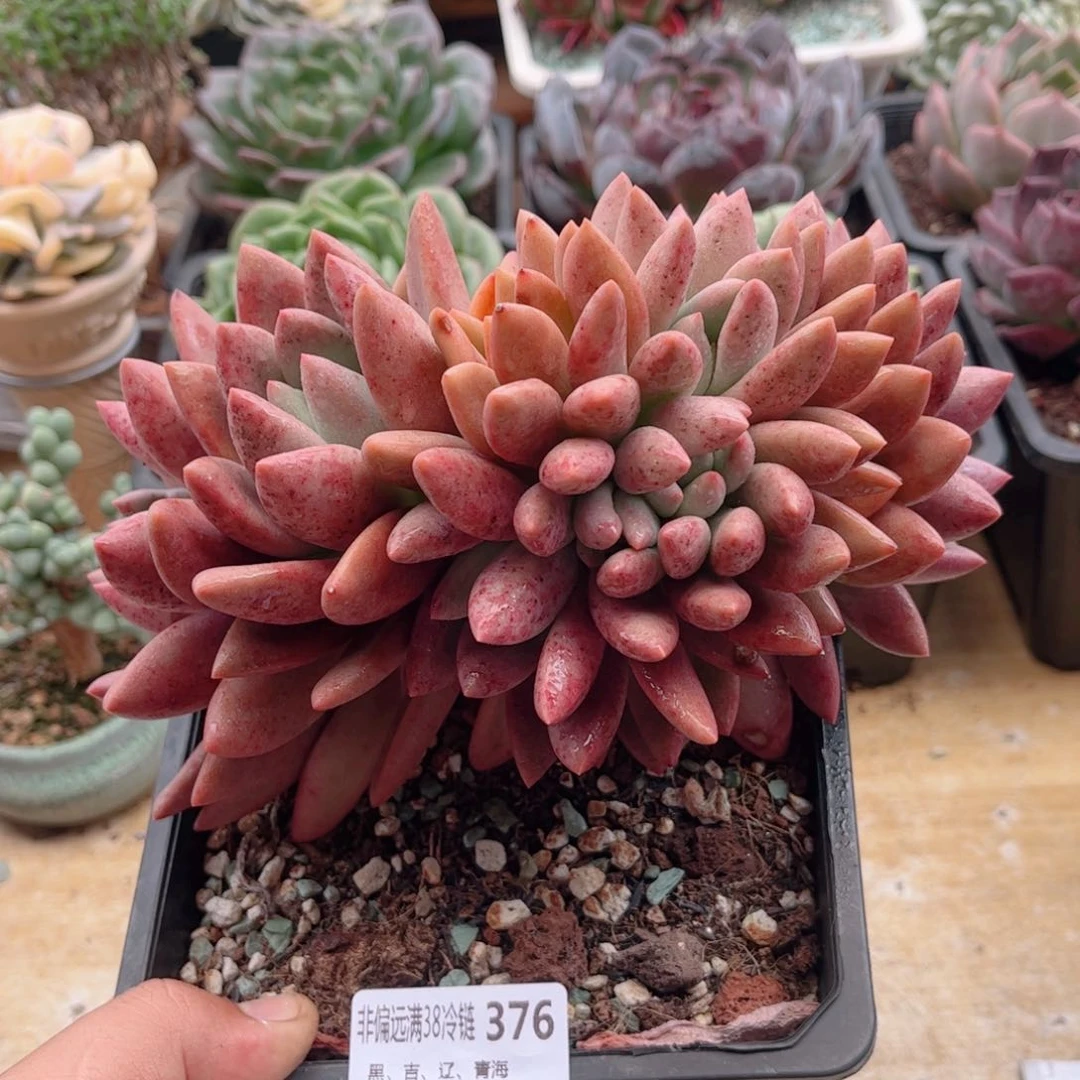 376桃花源缀德华多肉