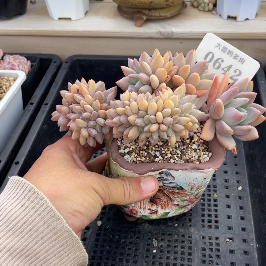 0642奥普缀不带盆18厘米