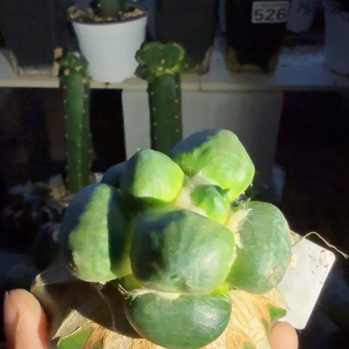 老***刘无花朵530光面蛋蛋带水波纹送礼物