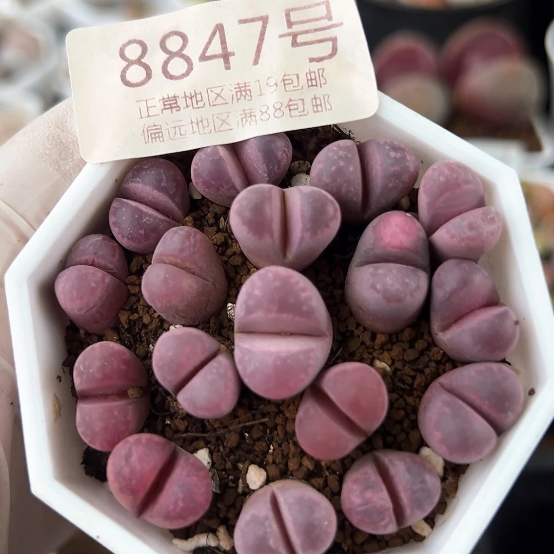 好养易活生石花大母本8847